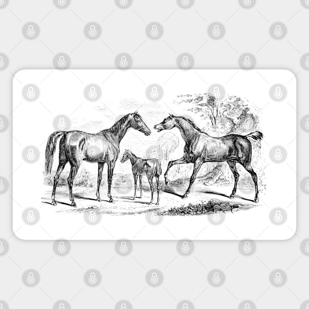 Horse Family Black & White Vintage Illustration Magnet by Biophilia